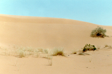 Wüste-5.jpg